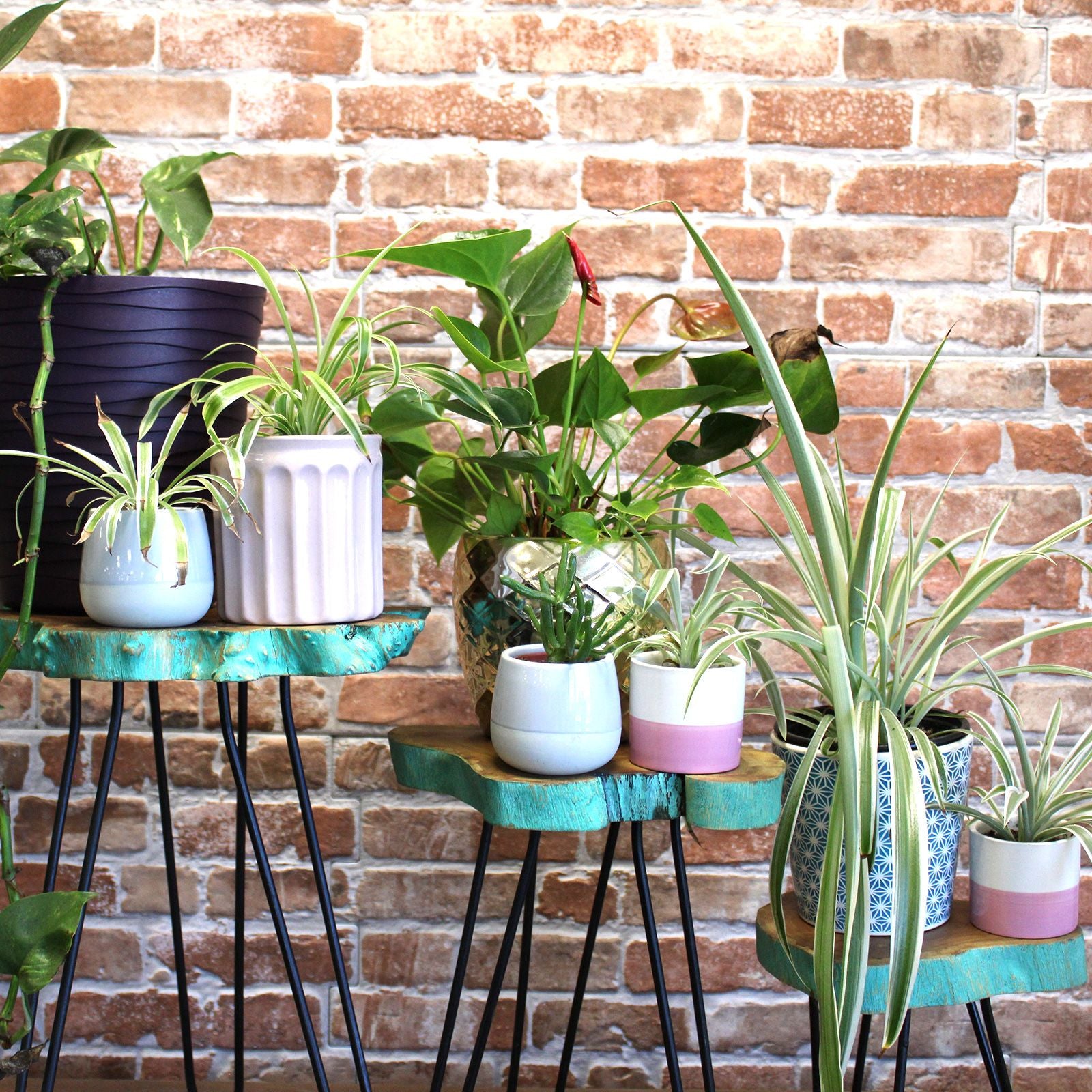 Set of 3 Gamell Wood Plant Stands - Greenwash